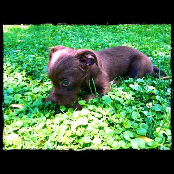 😘🐾Need A Smile? Silly & Sweet Puppy Break! 🐾😘 - Picture 7 of 12